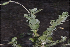 Crotalaria alata